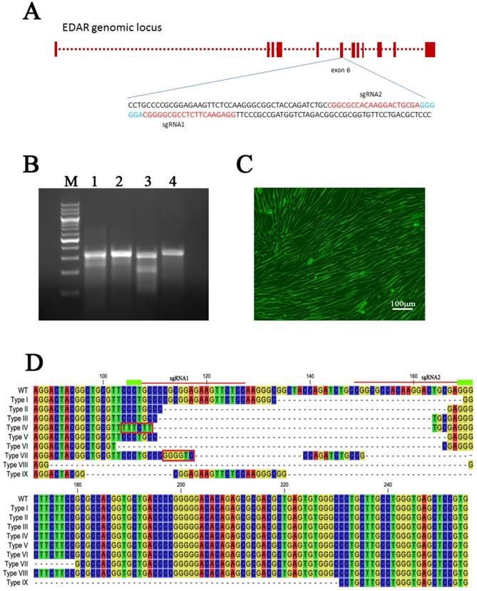 Int J Biol Sci Image