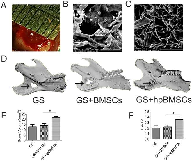 Int J Biol Sci Image