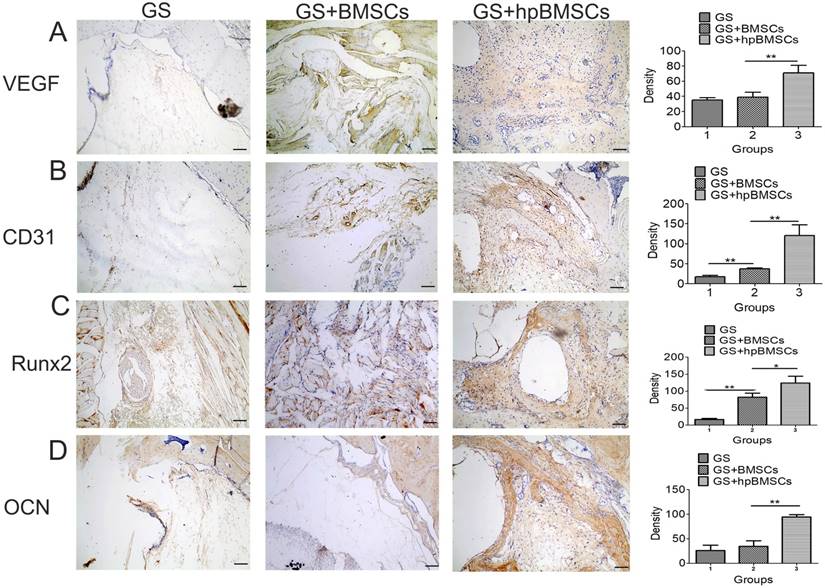 Int J Biol Sci Image