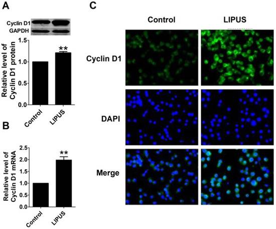 Int J Biol Sci Image