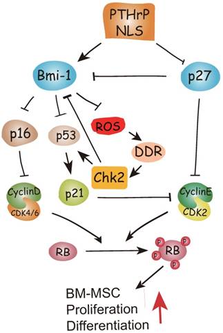 Int J Biol Sci Image