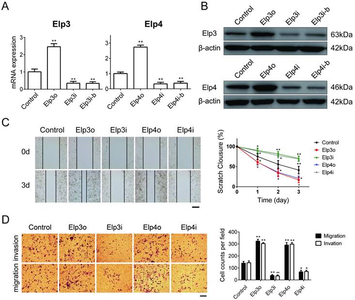 Int J Biol Sci Image