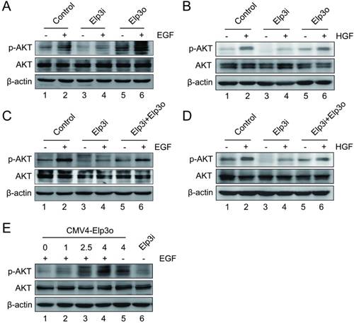 Int J Biol Sci Image