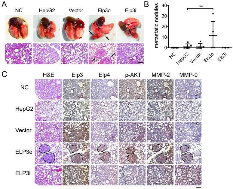 Int J Biol Sci Image