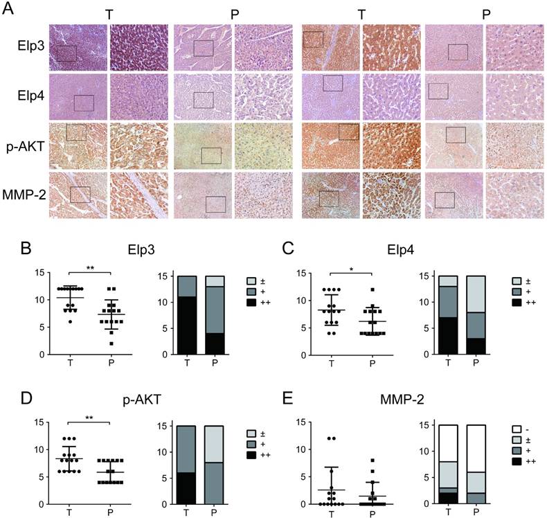 Int J Biol Sci Image