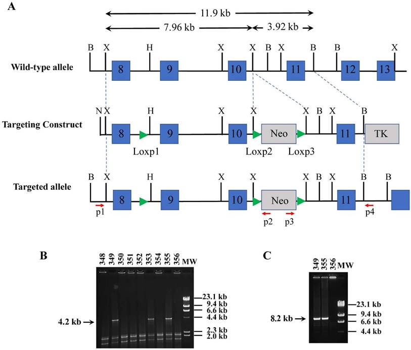 Int J Biol Sci Image