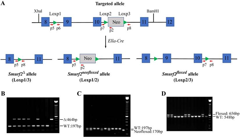 Int J Biol Sci Image