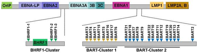 Int J Biol Sci Image