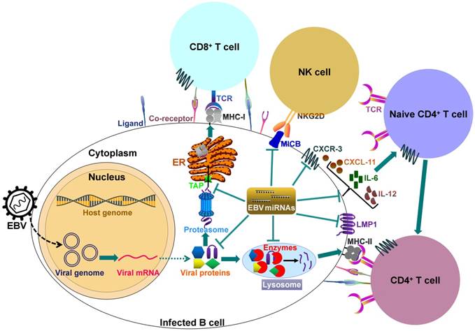 Int J Biol Sci Image