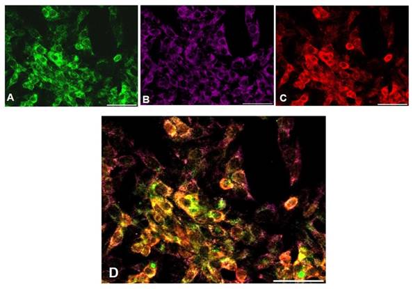 Int J Biol Sci Image