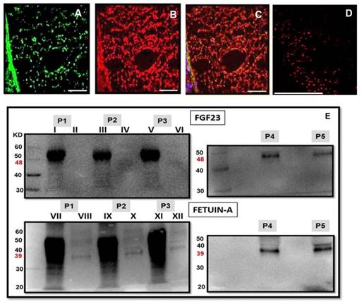 Int J Biol Sci Image