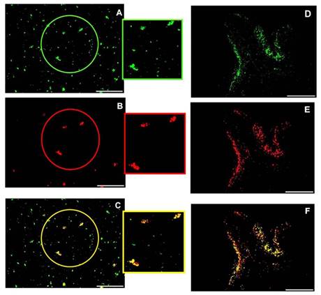 Int J Biol Sci Image