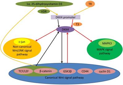 Int J Biol Sci Image