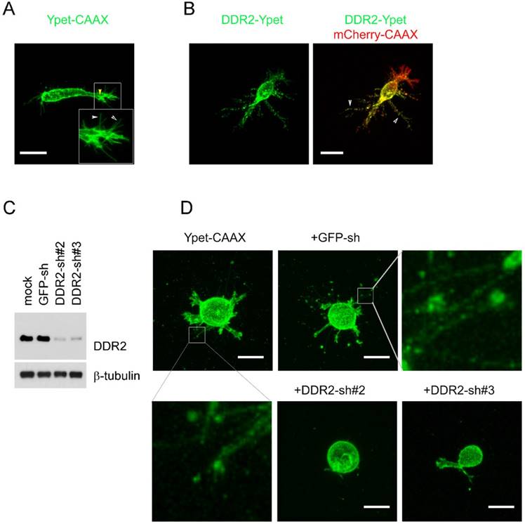 Int J Biol Sci Image