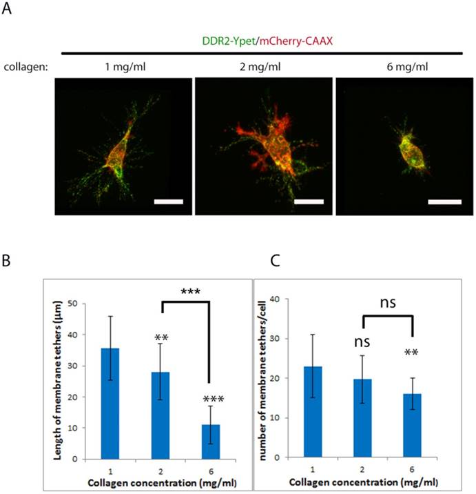 Int J Biol Sci Image