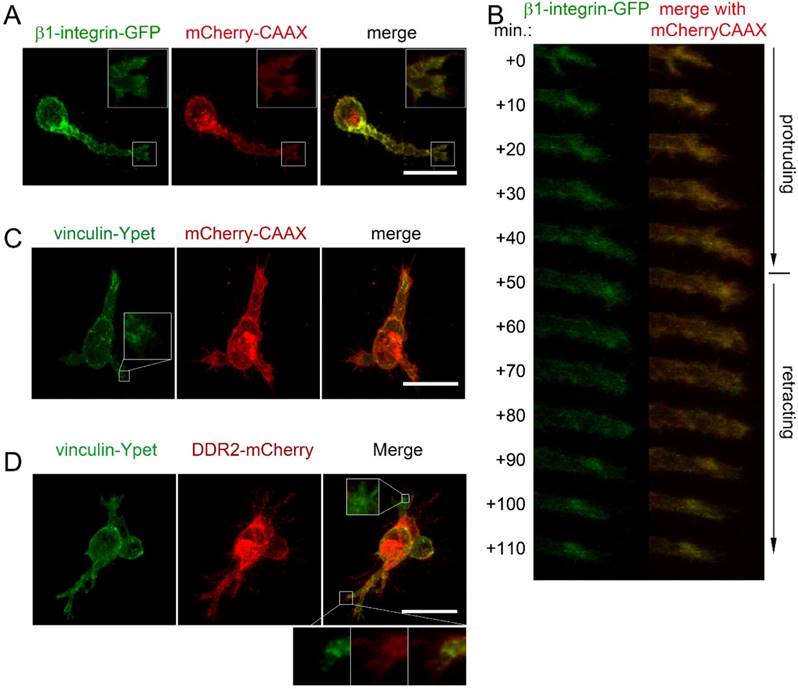 Int J Biol Sci Image