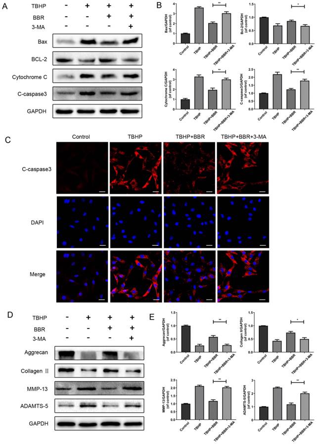 Int J Biol Sci Image