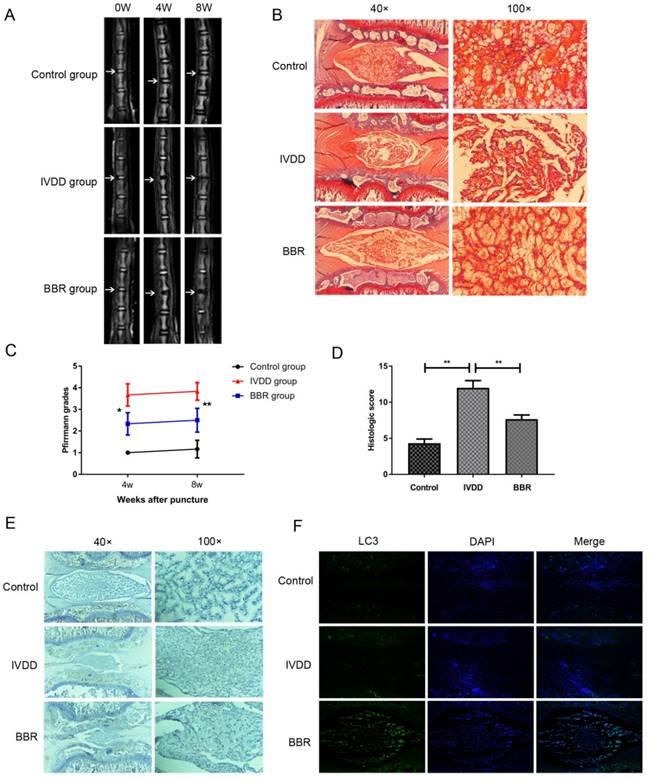 Int J Biol Sci Image