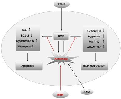 Int J Biol Sci Image