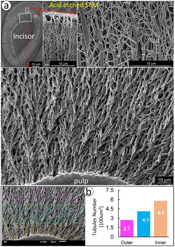 Int J Biol Sci Image