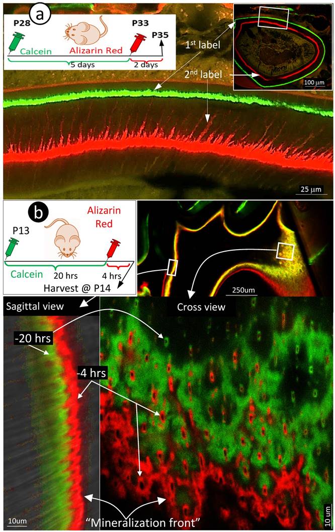 Int J Biol Sci Image