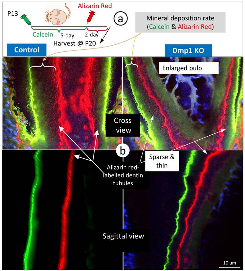 Int J Biol Sci Image