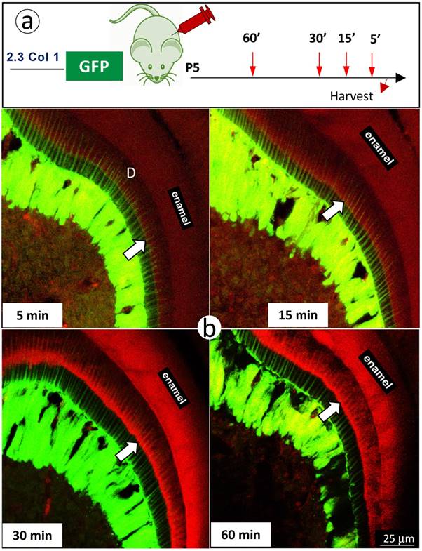 Int J Biol Sci Image