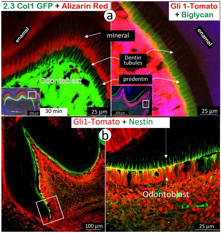 Int J Biol Sci Image