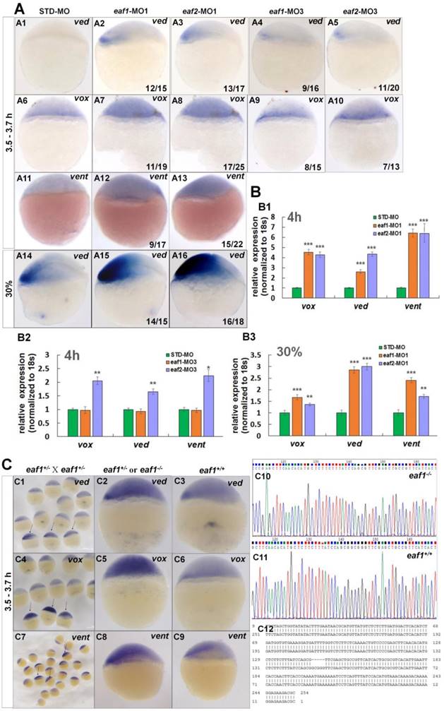 Int J Biol Sci Image