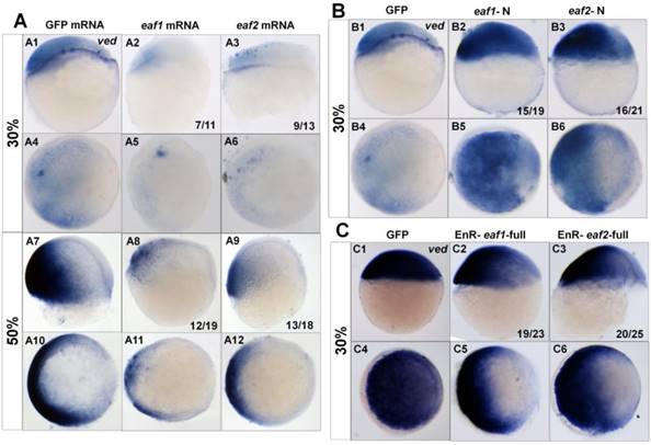 Int J Biol Sci Image