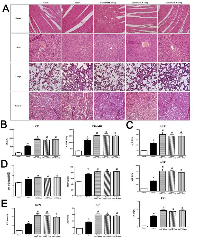 Int J Biol Sci Image