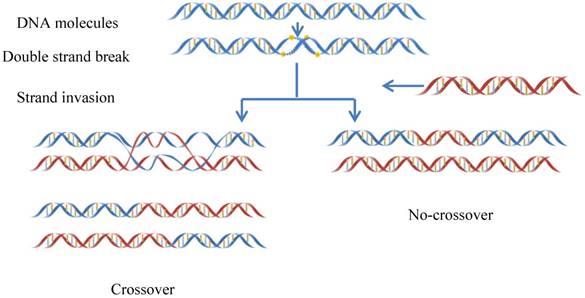 Int J Biol Sci Image