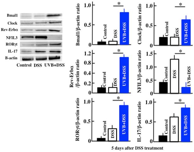 Int J Biol Sci Image