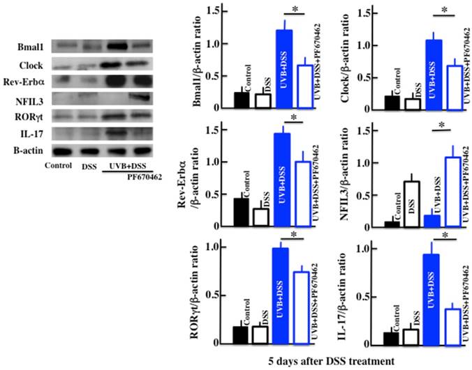 Int J Biol Sci Image