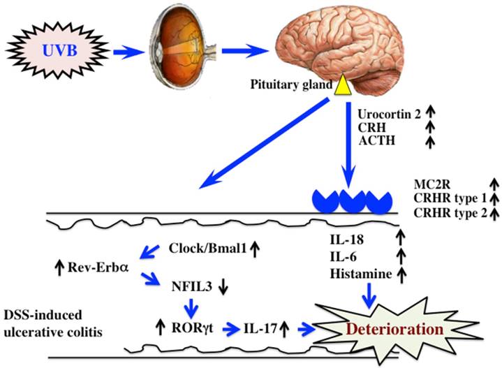 Int J Biol Sci Image