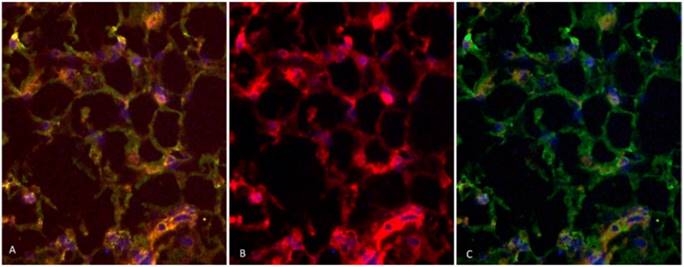 Int J Biol Sci Image