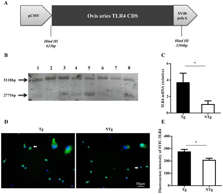 Int J Biol Sci Image