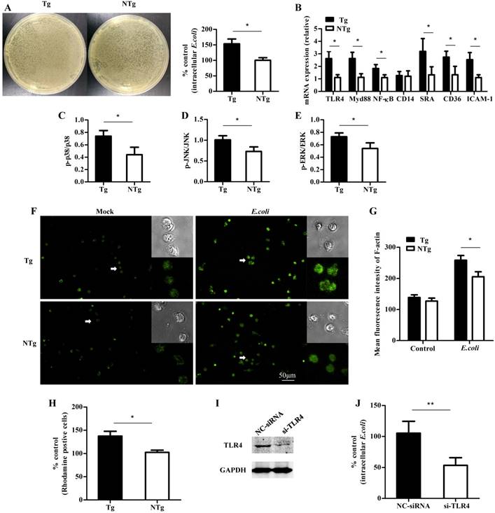 Int J Biol Sci Image