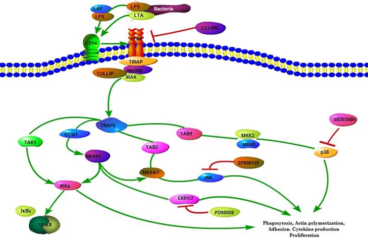 Int J Biol Sci Image