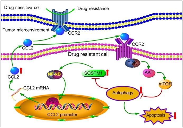 Int J Biol Sci Image