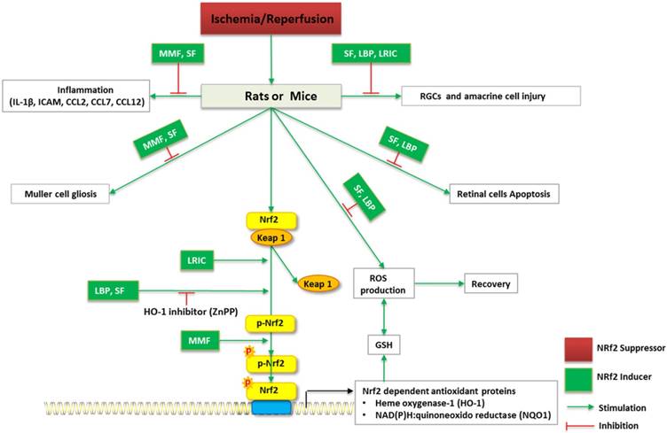 Int J Biol Sci Image