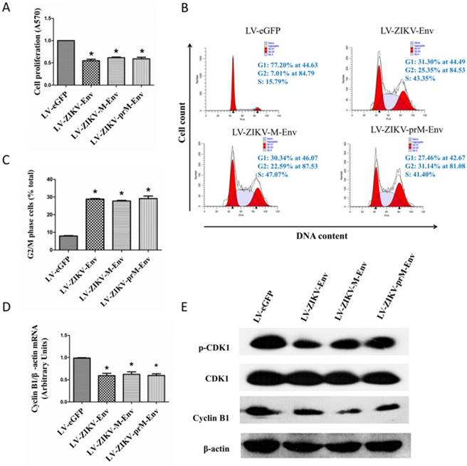 Int J Biol Sci Image