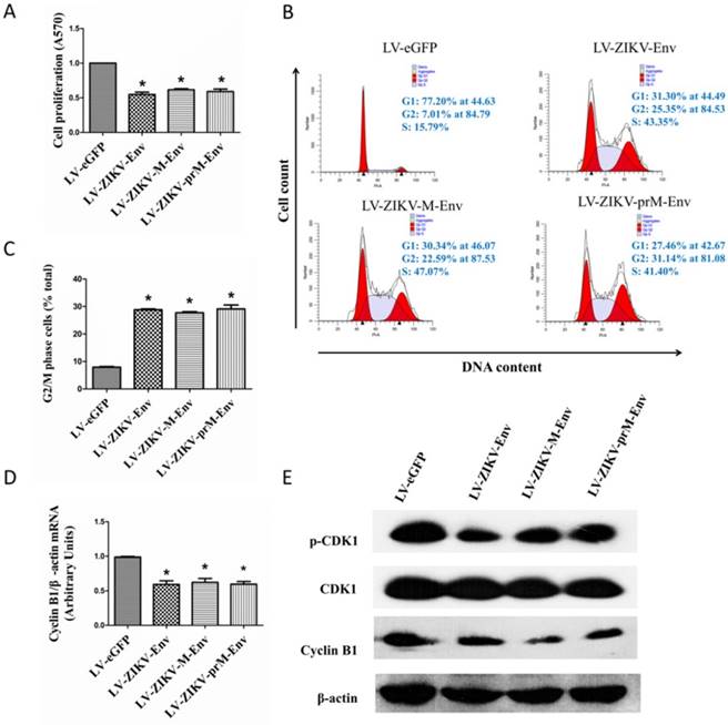 Int J Biol Sci Image