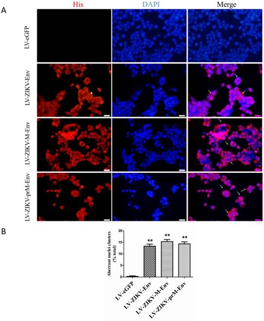 Int J Biol Sci Image