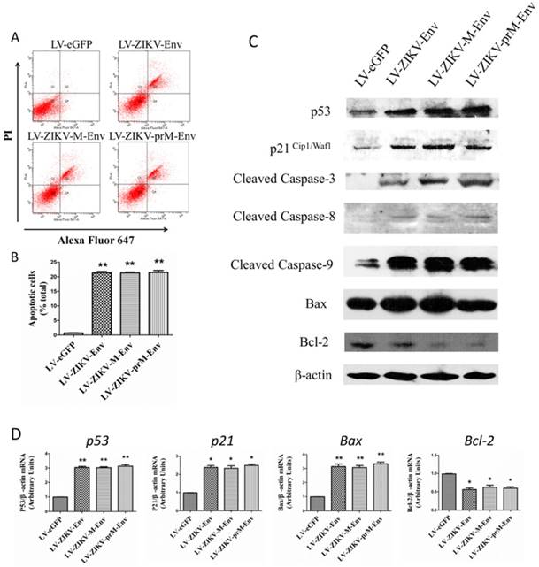 Int J Biol Sci Image