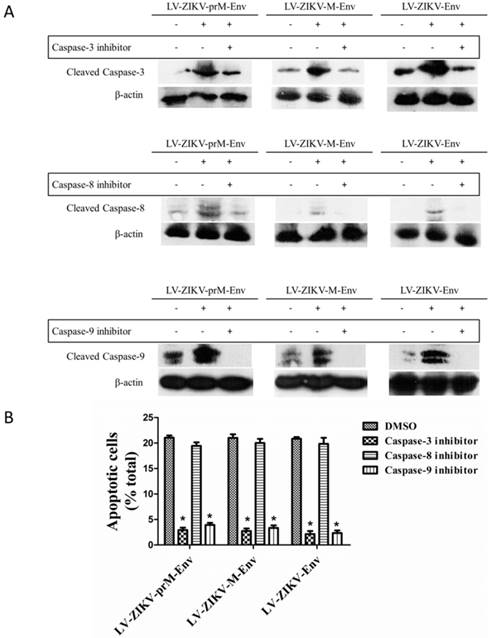 Int J Biol Sci Image