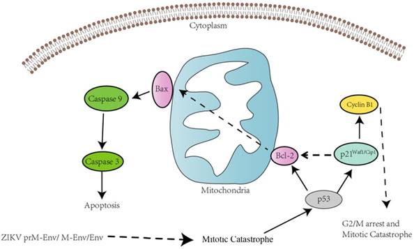 Int J Biol Sci Image