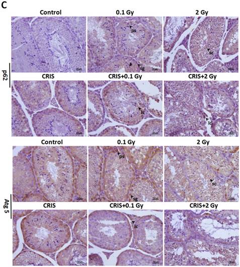 Int J Biol Sci Image