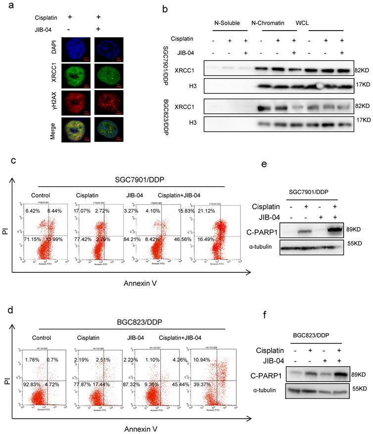 Int J Biol Sci Image