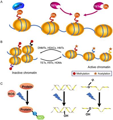 Int J Biol Sci Image